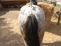 雄馬, Appaloosa — 写真 2