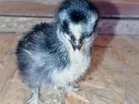 Bantam de Pequim — foto 2