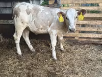 Kuh, Charolais cattle — Foto 1