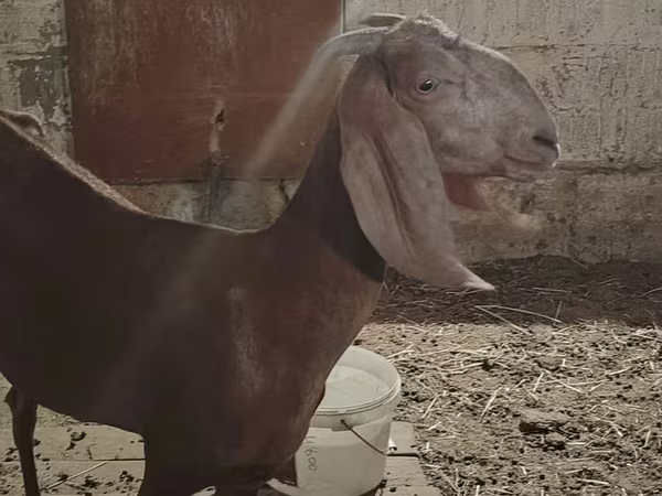 Chèvre, Beetal goats