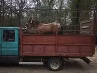 Jument, Chevaux — photo 4