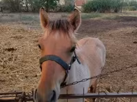 Pastuv, Welsh Cob — fotografija 5