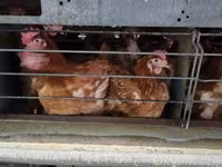 Chickens — الصورة 3