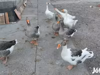 Geese — फ़ोटो 2