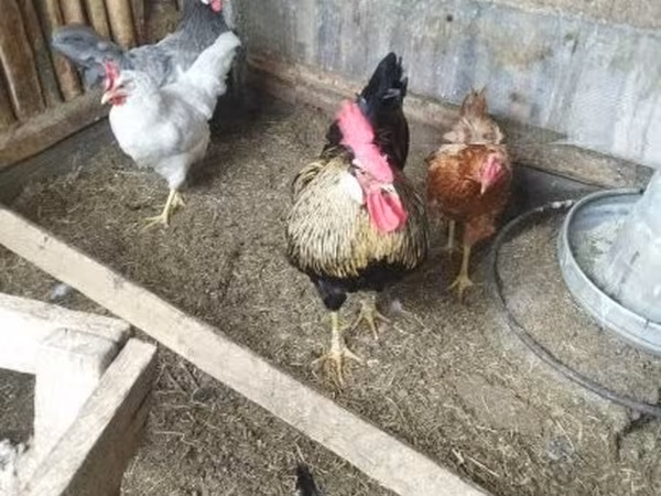 Chickens — Węgry