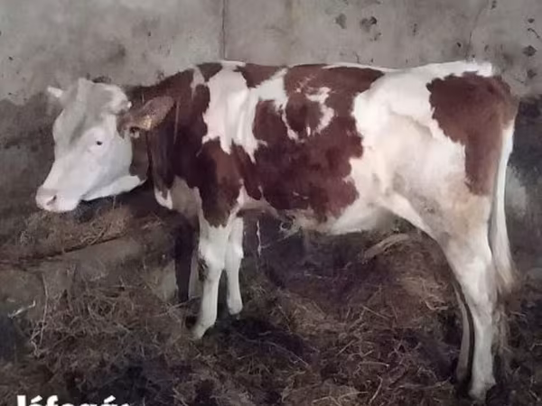Krowa, Simmental cattle — Węgry