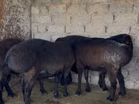 Baran, Owce — zdjęcie 1