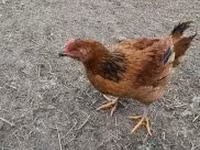 Chickens — Foto 1