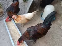 Chickens — Foto 4