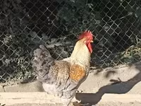Chickens — zdjęcie 3