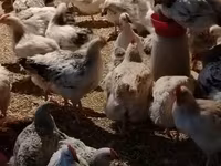 Chickens — foto 5