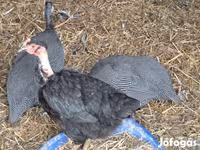 Turkeys — फ़ोटो 3
