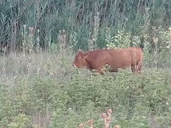 母牛, Limousin cow