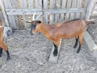 बकरी, Alpine goat — फ़ोटो 1