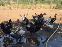 Ducks — Foto 2