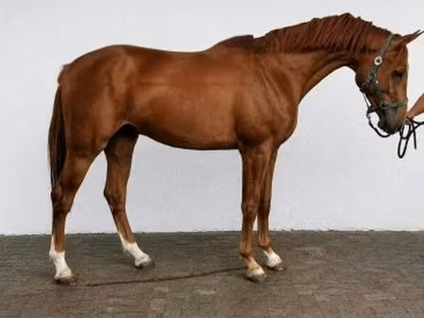 At, Belgian warmblood horse