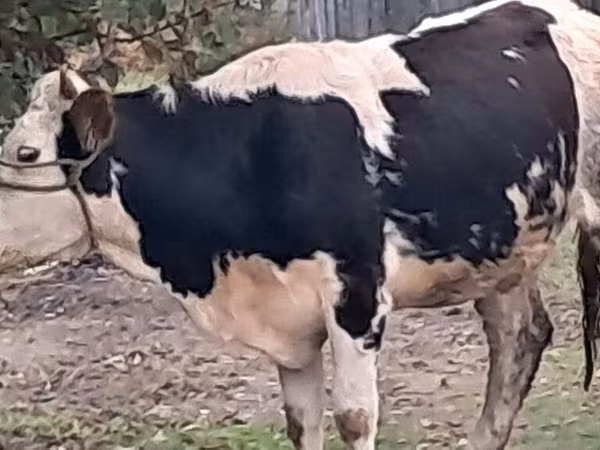 Bull, Simmental cattle