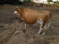 Cow, Simmental cattle — photo 2