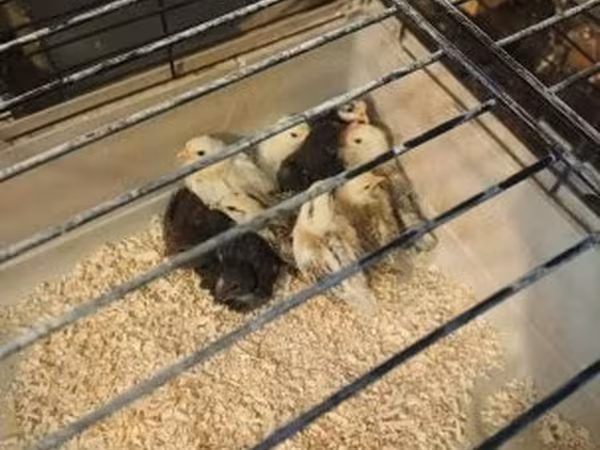 Chickens