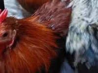 Pekin-Zwerg — Foto 7