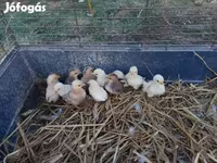 Chickens — foto 3