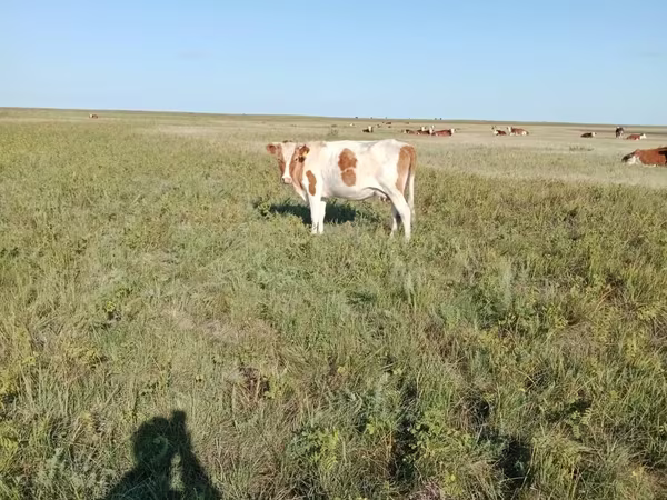 Krowa, Simmental cattle