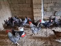 Chickens — fotografija 5