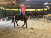 Pastuv, Standardbred — fotografija 2