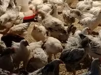 Chickens — Foto 2