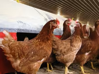 Chickens — fotografija 4