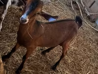 Jarac, Nubian Goat — fotografija 2