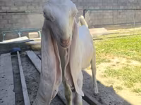 Taka, Gulabi goats — 4-rasm