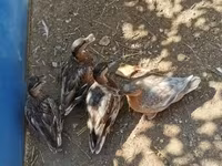 Ducks — fotografija 4