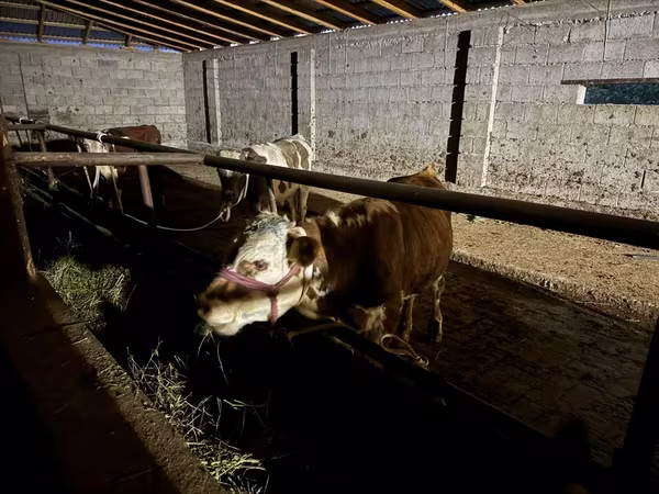 Bik, Latvian Blue cattle
