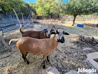 Schaf, Cameroon sheep — Foto 3