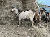 Bode, Alpine goat — foto 3
