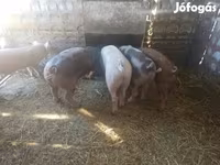 Eber, Schweine — Foto 4