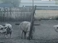 मादा सूअर, सूअर — फ़ोटो 2