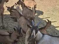 Ziegen (Partie, Geschlecht nicht angegeben), Alpine goat — Foto 3