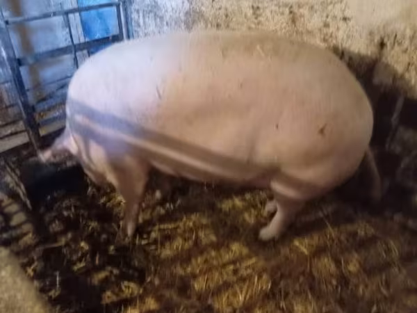 Қабан, Крупная белая