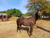 Kobila, Standardbred — fotografija 1