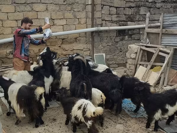 Koza, Kozy