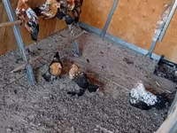Bantam — photo 4