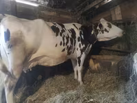 Kuh, Russian Black pied cattle — Foto 2