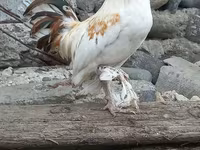 Chickens — fotografija 2
