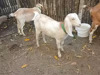 Echki, Nubian Goat — 2-rasm