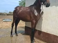 Cavalo, Nonius horse — foto 2