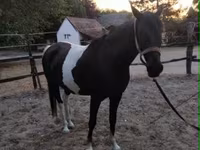 घोड़ी, Appaloosa — फ़ोटो 7