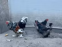 Brahma — fotografija 1