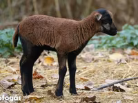 Schaf, Cameroon sheep — Foto 1